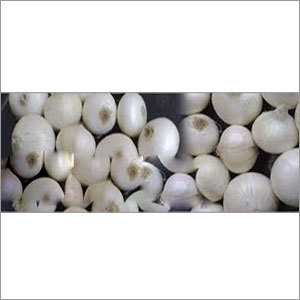 Fresh White Onion Fresh White Onion