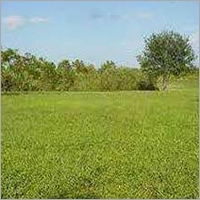 Farm Land for Sale in Jhajjar Farm Land for Sale in Jhajjar