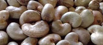 RAW CASHEW IN SHELL RAW CASHEW IN SHELL