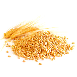 Fresh Wheat Fresh Wheat