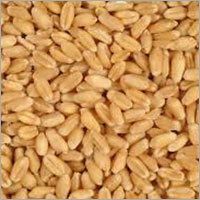 Indian Wheat Indian Wheat