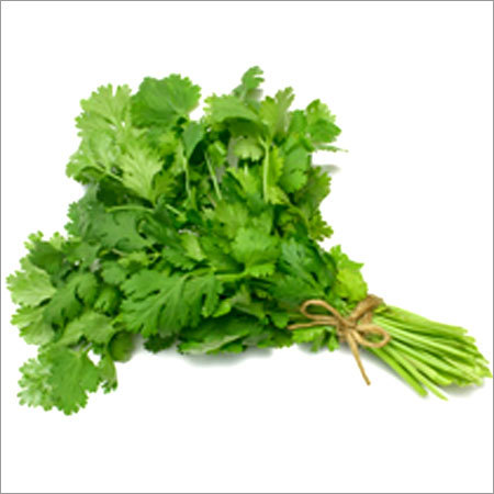 Fresh Coriander Leaves Fresh Coriander Leaves