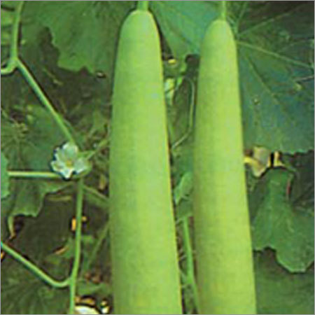 Organic Lauki Organic Lauki
