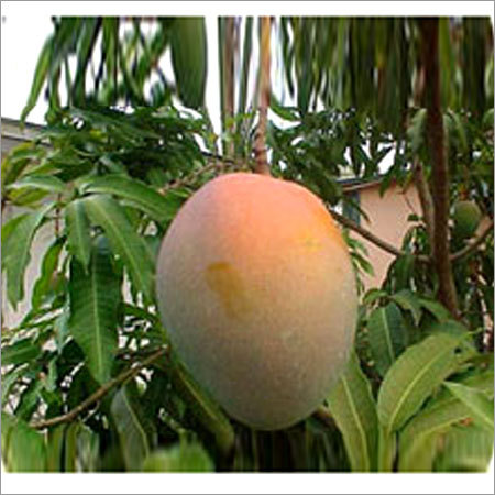 Alpnonso Mango Alpnonso Mango