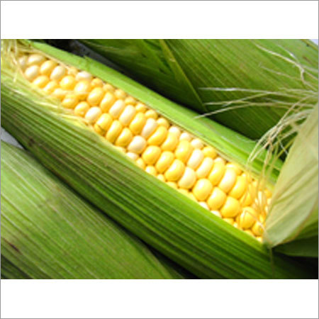 Organic Corn Organic Corn