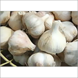 Garlic Bulbs Garlic Bulbs
