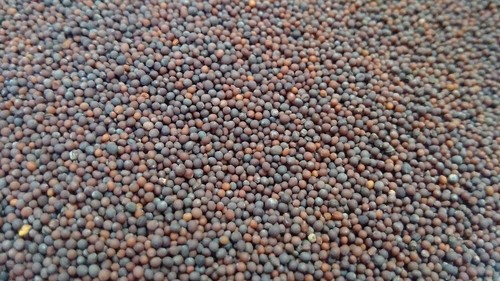 Black Mustard Seeds Black Mustard Seeds