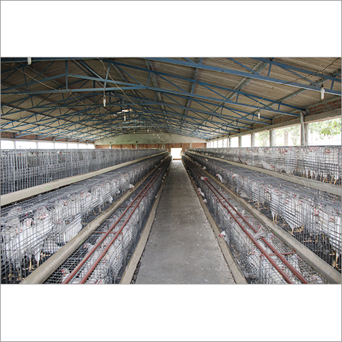 Chicks Cage System Chicks Cage System