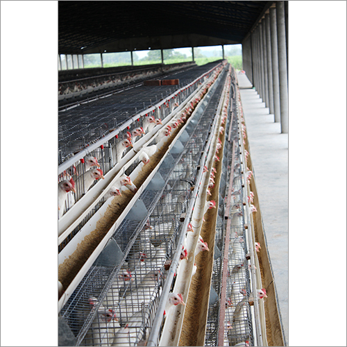 Layer Cage System Layer Cage System