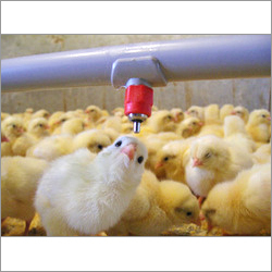 Nipple Water Drinking System Nipple Water Drinking System