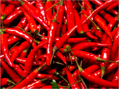 Red Chilli Red Chilli