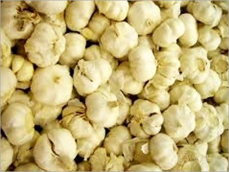Organic Garlic Bulbs Organic Garlic Bulbs