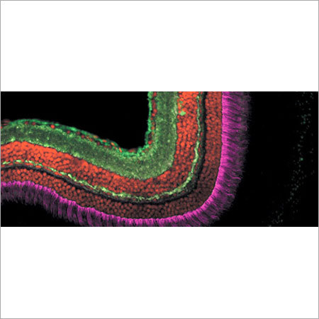 Primary Antibodies Kit Primary Antibodies Kit
