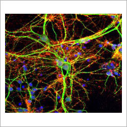 Protein Cross Linking Kit Protein Cross Linking Kit