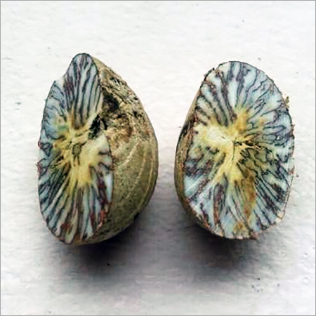 Betel Nut Betel Nut