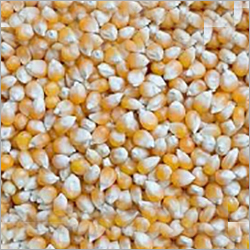 Dried Maize Dried Maize