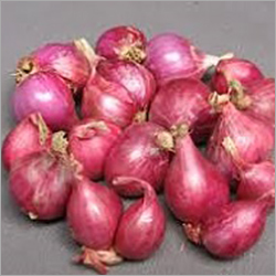 Organic Onion Organic Onion