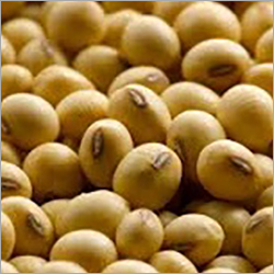 Organic Soya Bean Organic Soya Bean