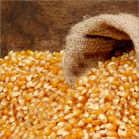 Yellow Maize Yellow Maize