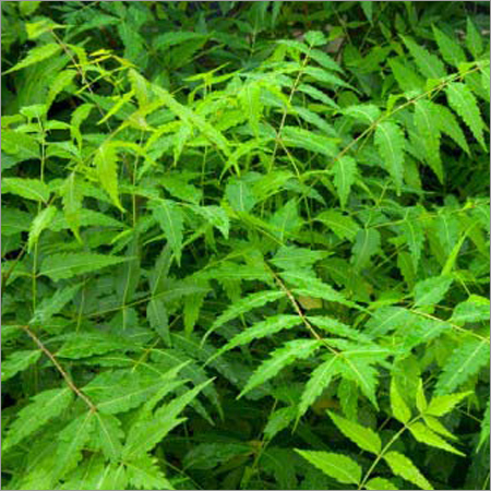 Fresh Neem Leaves Fresh Neem Leaves
