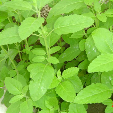 Fresh Tulsi Leaves Fresh Tulsi Leaves