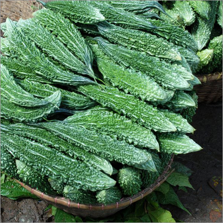 Bitter Gourd Bitter Gourd