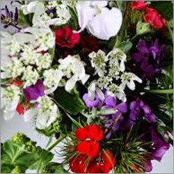 Fresh Cut Flowers Fresh Cut Flowers