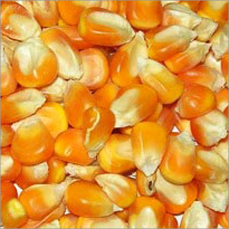 Yellow Maize Seeds Yellow Maize Seeds