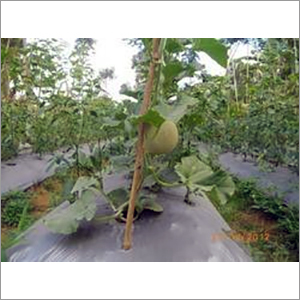 Agriculture Mulch Film Agriculture Mulch Film