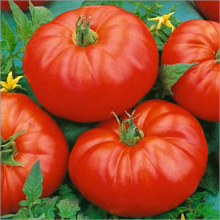 Hybrid Tomato Seeds Hybrid Tomato Seeds