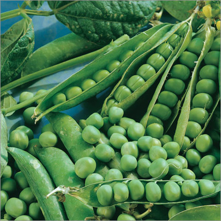 Green Pea Seeds Green Pea Seeds