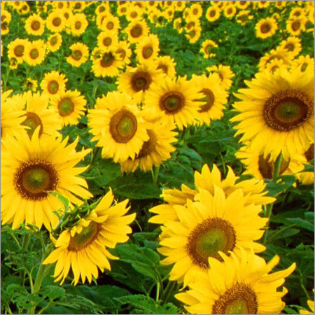 Indian Sunflower Seeds Indian Sunflower Seeds