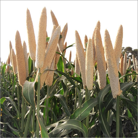 Hybrid Millet Seeds Hybrid Millet Seeds