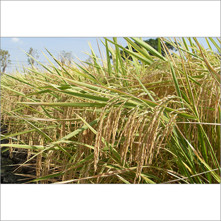 Pusa Paddy Seeds Pusa Paddy Seeds