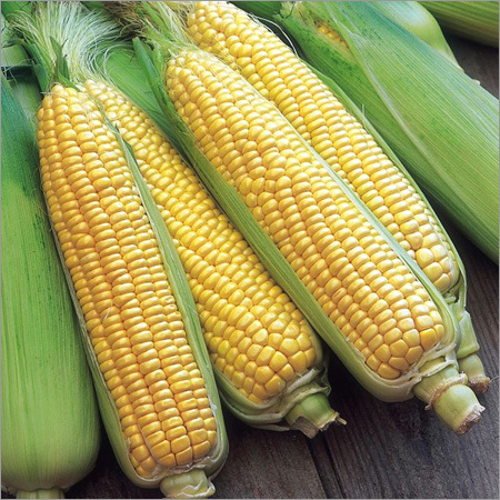 Hybrid Corn Seeds Hybrid Corn Seeds