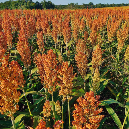 Sweet Sorghum Seeds Sweet Sorghum Seeds