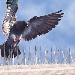Bird Spike Bird Spike