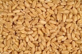 Whole Wheat Whole Wheat