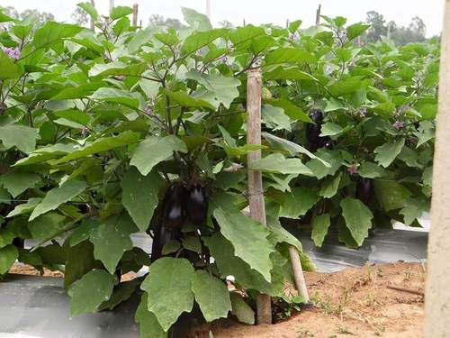 Cotton Mulching Film Cotton Mulching Film
