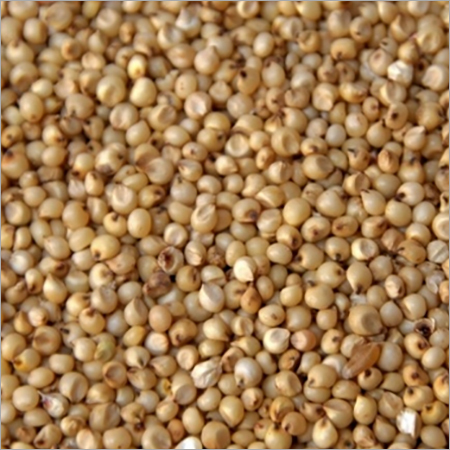 Jowar Seeds Jowar Seeds