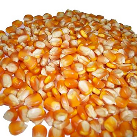 Maize Seeds Maize Seeds
