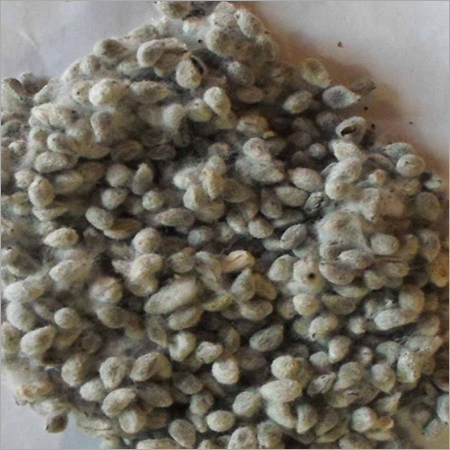 Cotton Seed Cotton Seed
