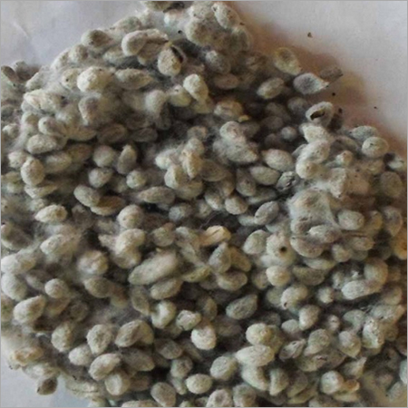 Organic Cotton Seeds Organic Cotton Seeds