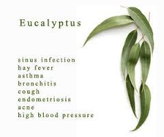 Eucalyptus Oil Eucalyptus Oil