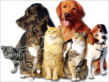 Veterinary Medicines Veterinary Medicines