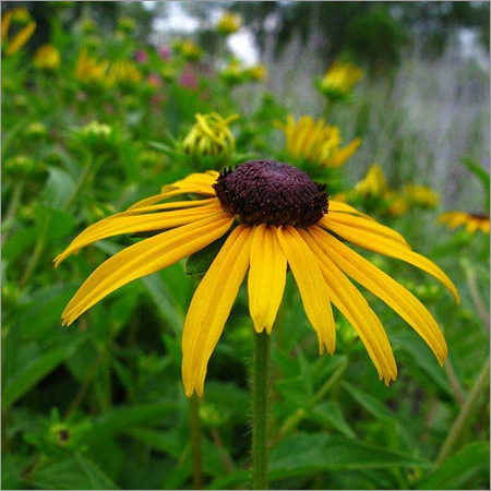 Fresh Yellow Daisy Flower Fresh Yellow Daisy Flower