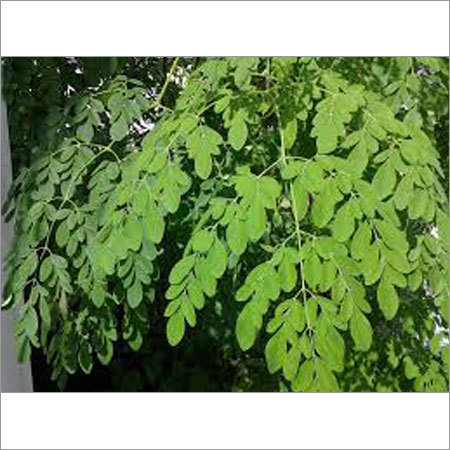 Moringa Leaf Moringa Leaf