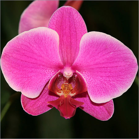 Orchids Orchids