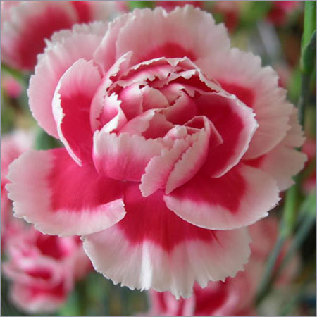 Carnation Carnation