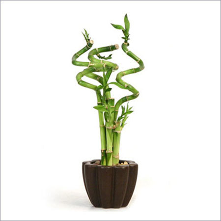 Lucky Bamboo Lucky Bamboo